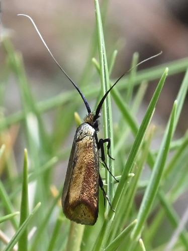 Adela reaumurella